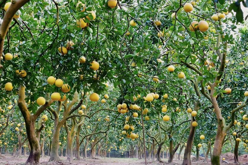 Trái cây OCOP – Hương vị tự nhiên, giá trị bền vững từ nông sản Việt Nam